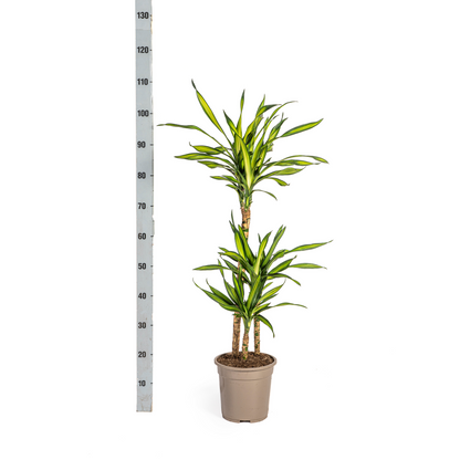 Dracaena Deremensis Rikki Ø21cm - ↕90 - 110cm - Pflanzfix24