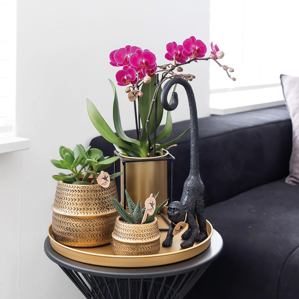 2er Set Phalaenopsis Morelia Lila Ø9cm – Pflanzfix24.de - Pflanzfix24.de