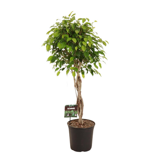 Ficus Benjamina Exotica - Ø27cm - ↕120cm bei Pflanzfix24.de - Pflanzfix24.de