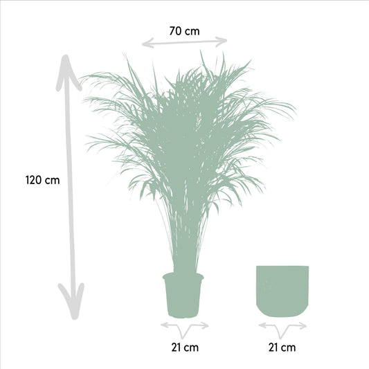 Areca-Palme mit Topf - 110cm - Ø21cm - Pflanzfix24