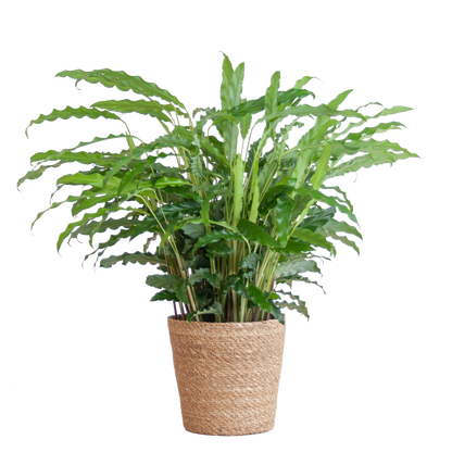 Calathea Rufibarba - Samt-Calathea im Sofia-Korb - 55cm - Pflanzfix24