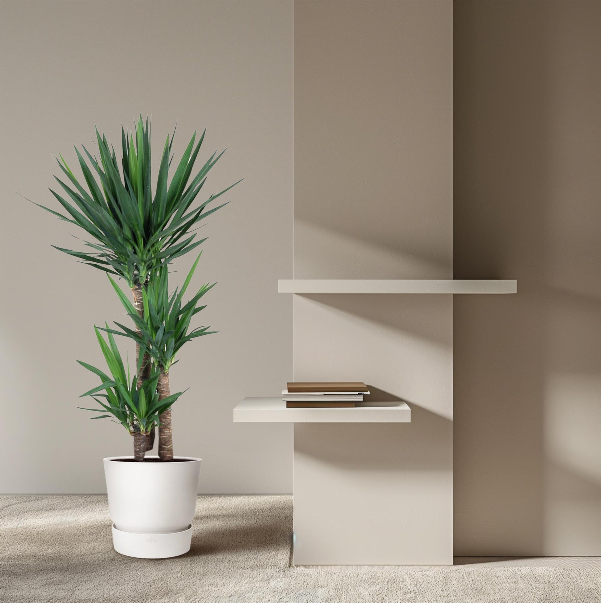 Yucca Elephantipes 140 cm – Pflanzfix24.de - Pflanzfix24.de