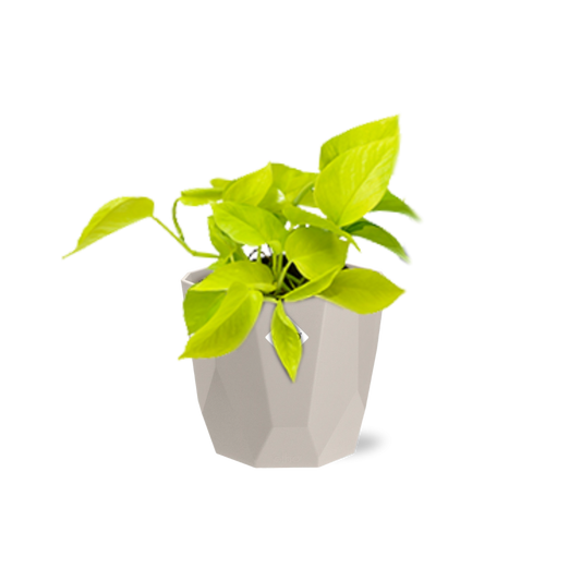 Epipremnum Pinnatum ‘Golden Pothos’ in ELHO b.for rock 14 cm warm grey - Pflanzfix24