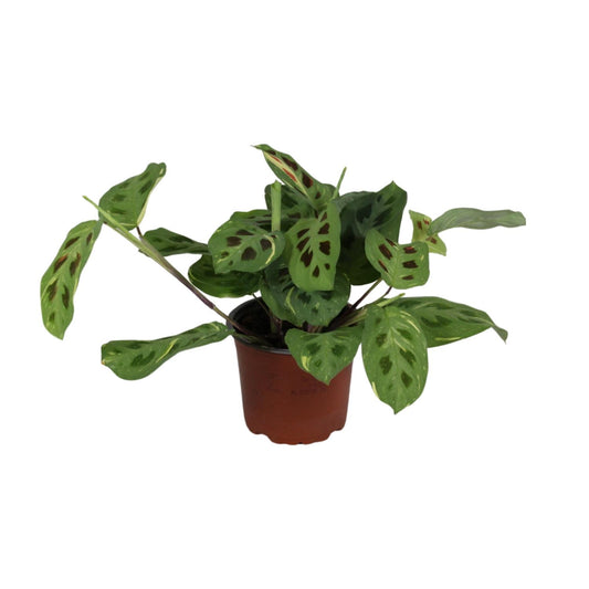Maranta Leuconeura ‘Fascinator Variegata’ Ø12cm | Pflanzfix24.de - Pflanzfix24.de