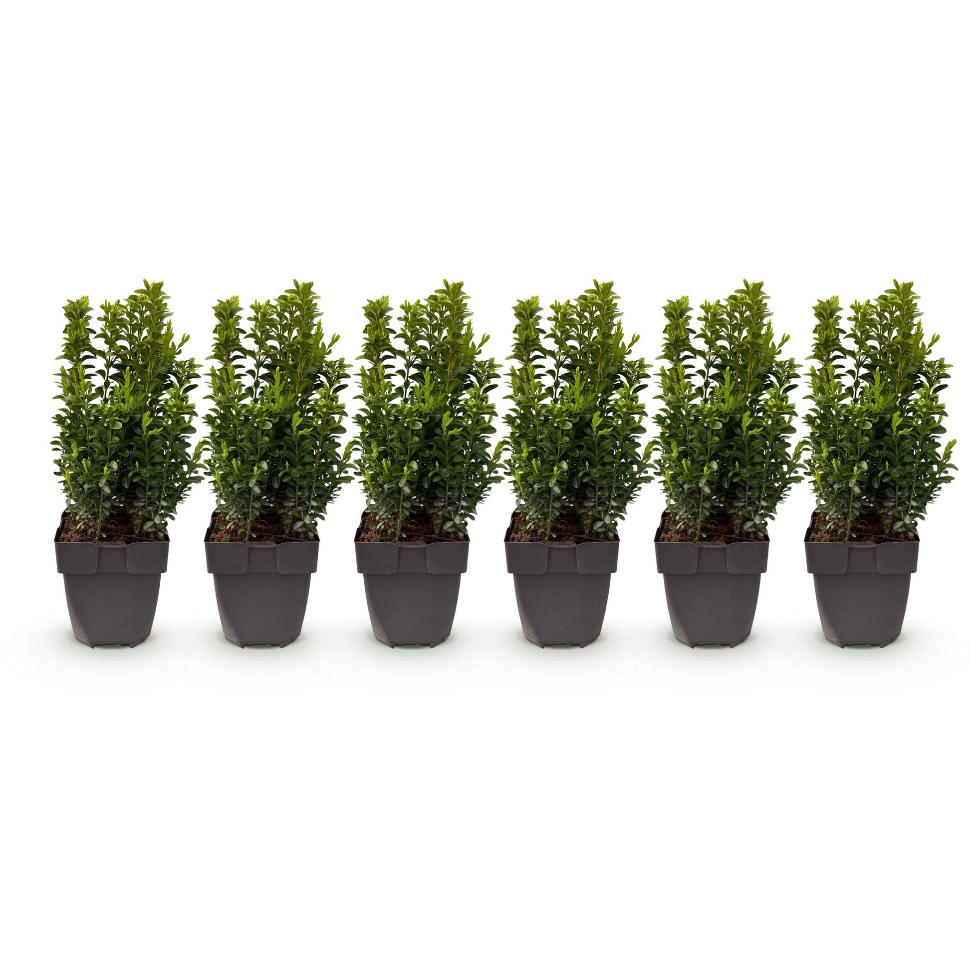 GreenboutiQ - Heckenpflanzen - Buxus sempervirens - Blatt grün - 6 Pflanzen - 1 laufender Meter - immergrün - Topf 17cm Höhe 45cm - Pflanzfix24.de