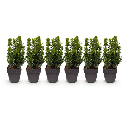 GreenboutiQ - Heckenpflanzen - Buxus sempervirens - Blatt grün - 6 Pflanzen - 1 laufender Meter - immergrün - Topf 17cm Höhe 45cm - Pflanzfix24.de