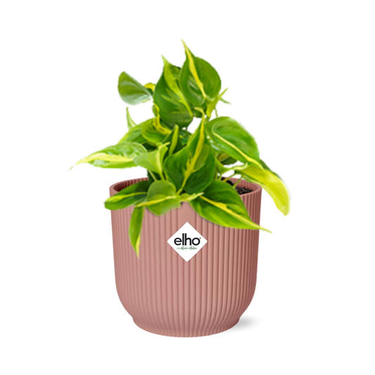 Philodendron Scandens Brasil Ø14cm rosa – Zimmerpflanze | Pflanzfix24.de