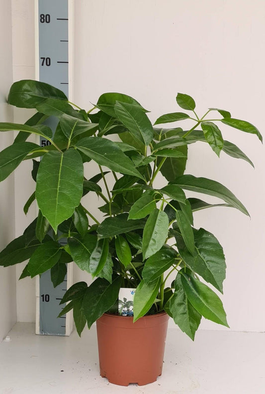 Schefflera Amate - Pflanzfix24