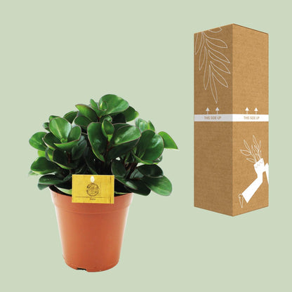 Peperomia Burning Bush - Ø15cm - pflanzfix24