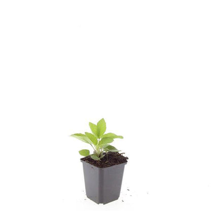 24x Rudbeckia fulgida 'Goldsturm' - ↕10-25cm - Ø9cm - Pflanzfix24