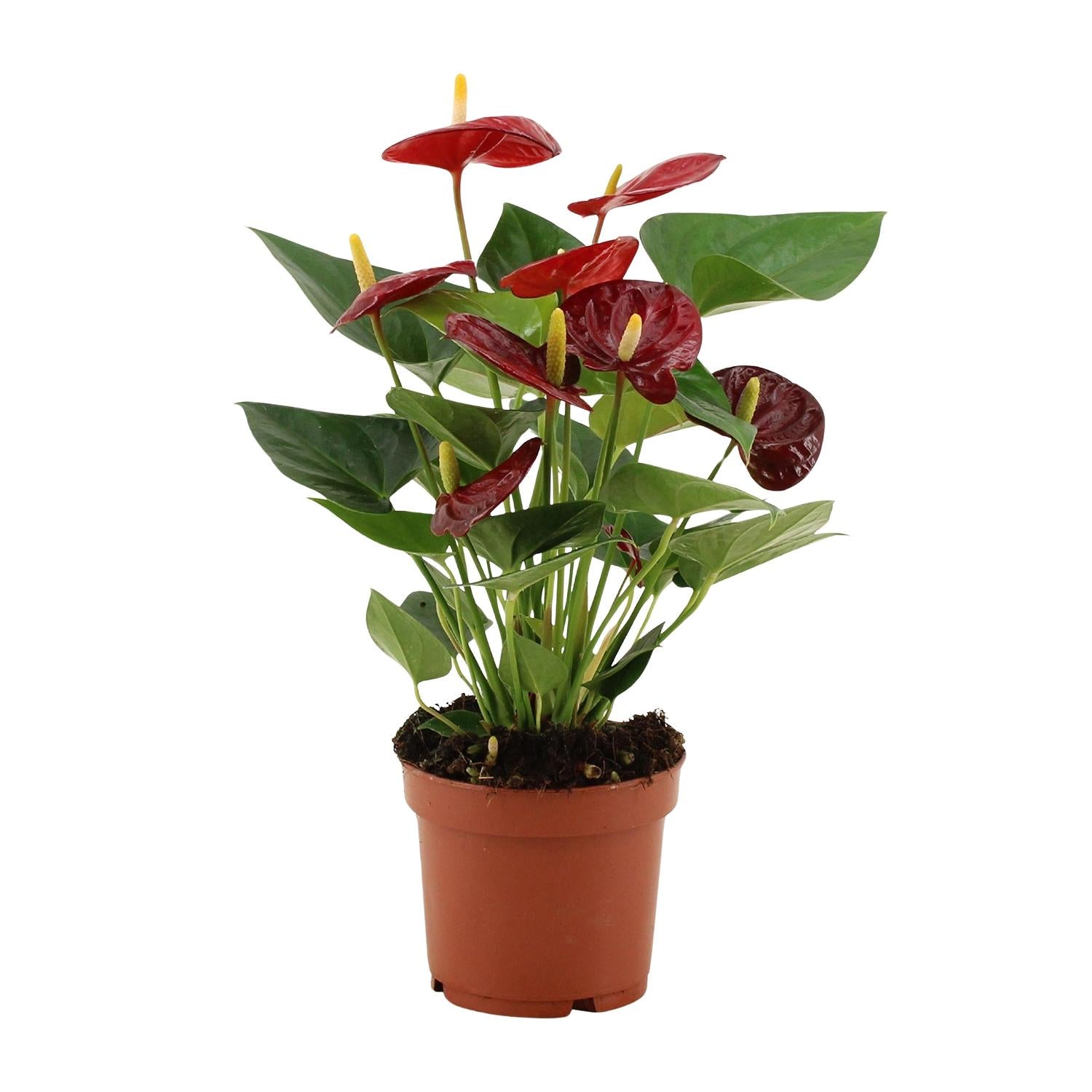 Anthurium Calon In Transparant Sleeve - Ø12cm - ↕36cm bei Pflanzfix24.de - Pflanzfix24.de