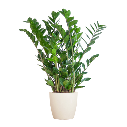 Zamioculcas mit Viber-Topf Weiß 80 cm – Pflanzfix24.de - Pflanzfix24.de