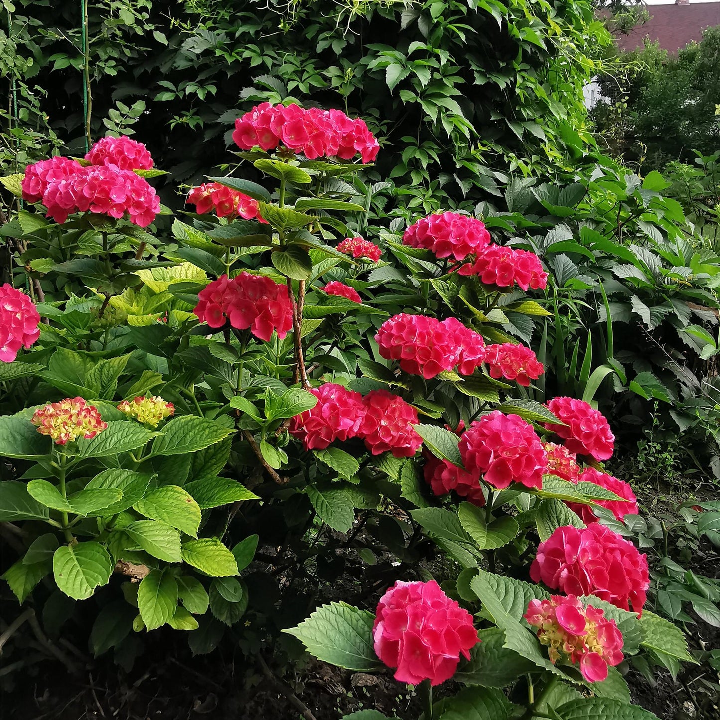 pflanzfix24 - Hortensie Hydrangea macrophylla Rot - 1 Pflanze - Topf 17cm