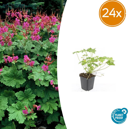 24x Geranium macr. 'Czakor' - ↕10-25cm - Ø9cm - Pflanzfix24