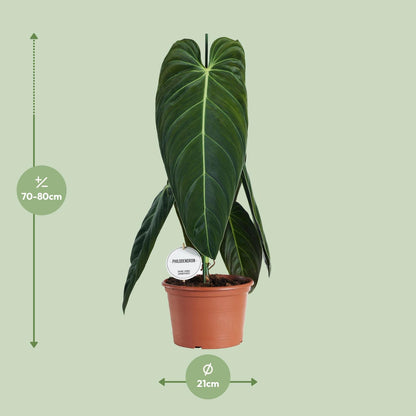 Philodendron Melanochrysum - Ø21cm - ↕75cm bei Pflanzfix24
