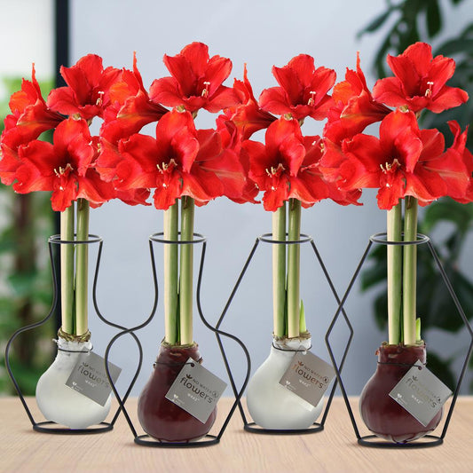 No Water Flowers® (wax amaryllis) | Formz Mix (4 pack) + Red flower - Pflanzfix24