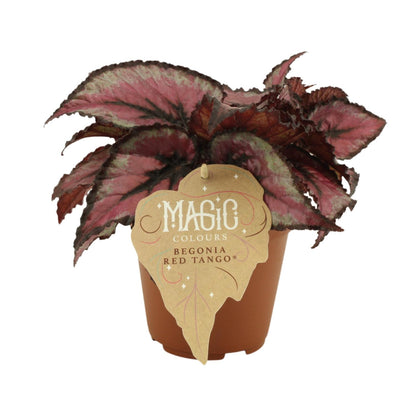 Begonia Rex Red Tango - Ø12 ↕25 bei Pflanzfix24
