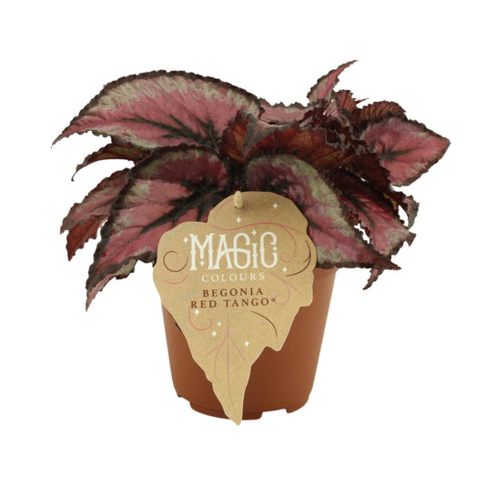 Begonia Rex Red Tango - Ø12 ↕25 bei Pflanzfix24