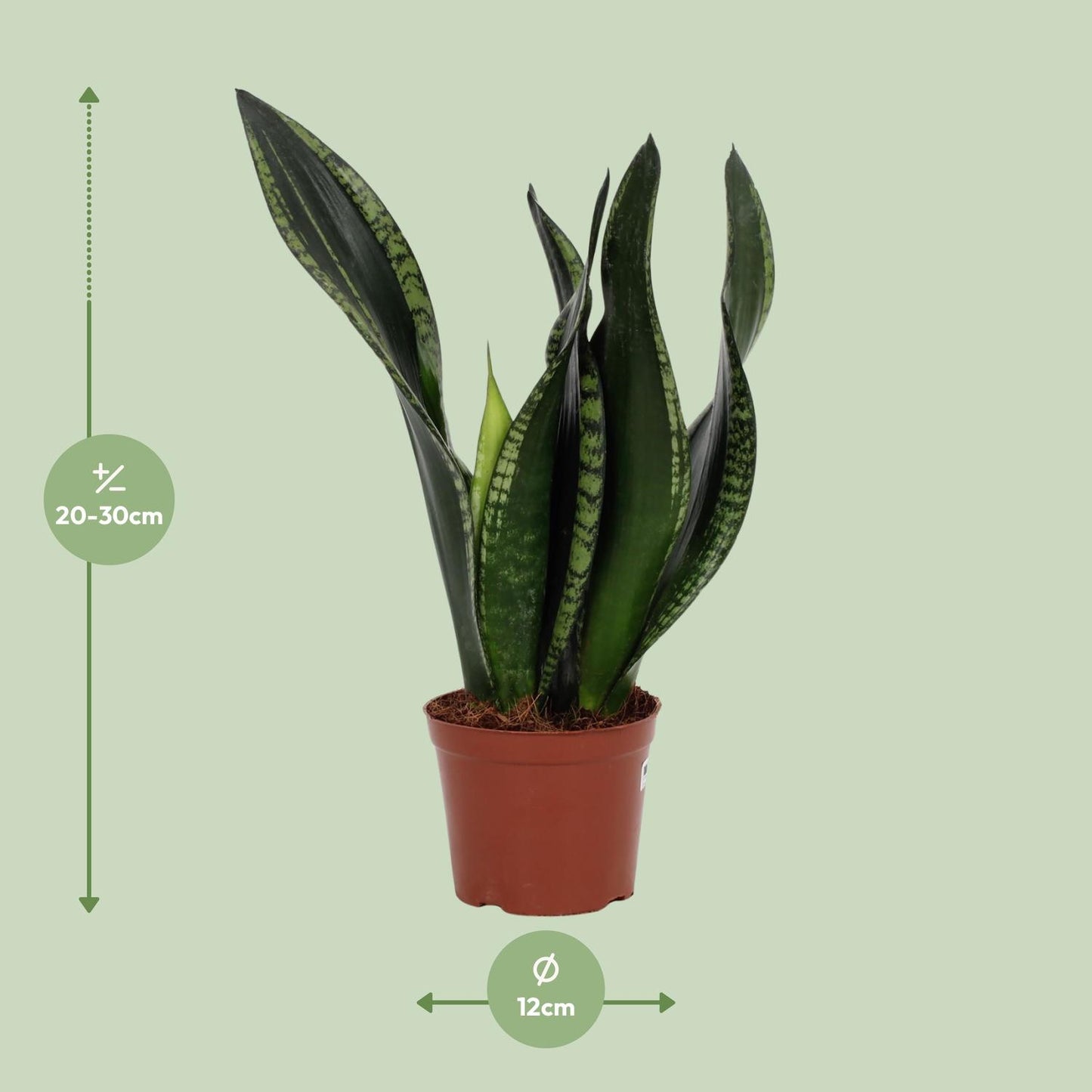 Sansevieria Whitney 12cm – Schwiegermutterzunge bei Pflanzfix24.de - Pflanzfix24.de