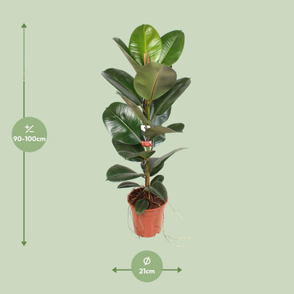 Ficus Elastica Robusta - Ø21cm - ↕95cm bei Pflanzfix24