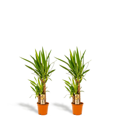 2x Yucca - ↨90cm - Ø17cm - Pflanzfix24.de - Pflanzfix24.de