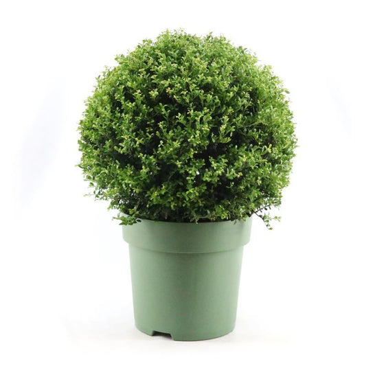 Ilex Crenata Ball Ø50cm P33 - Ø33cm - ↕70cm - Pflanzfix24