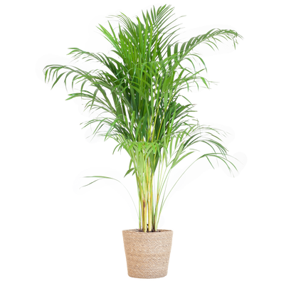 Areca Palm (Dypsis) mit Sofia-Korb natur - 100cm - Ø21 - Pflanzfix24