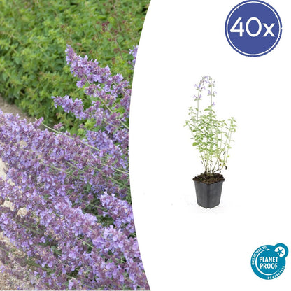 40x Nepeta 'Walker's Low' - ↕10-25cm - Ø9cm - Pflanzfix24.de - Pflanzfix24.de