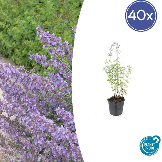 40x Nepeta 'Walker's Low' - ↕10-25cm - Ø9cm - Pflanzfix24.de - Pflanzfix24.de