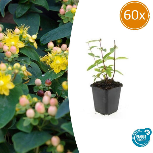 60x Hypericum inodorum 'Annebel' - ↕10-25cm - Ø9cm - Pflanzfix24.de - Pflanzfix24.de