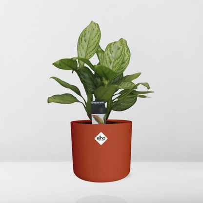 Aglaonema Christina in ELHO b.for soft rond 14cm brique - Pflanzfix24