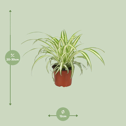 Chlorophytum - Ø12cm - ↕25cm bei Pflanzfix24.de - Pflanzfix24.de