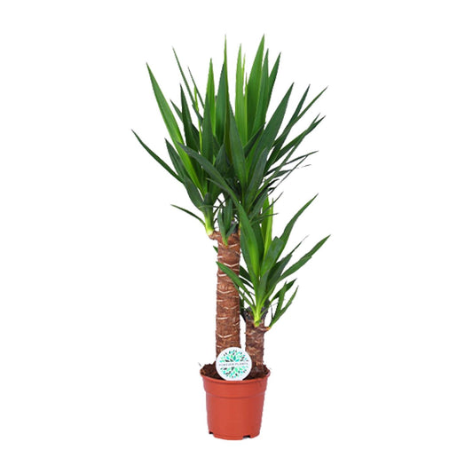 Yucca Pflanze Ø17cm – 80cm hoch | Pflanzfix24.de - Pflanzfix24.de