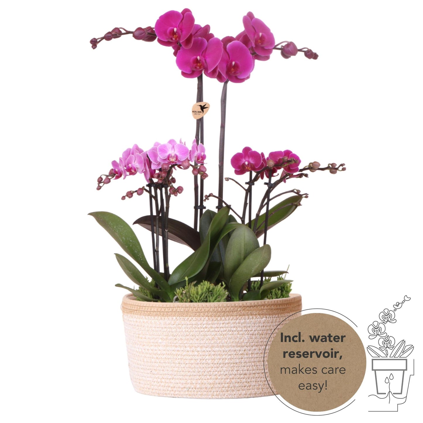 Kolibri Orchids lila Pflanzenset mit autarkem Wassertank - Pflanzfix24