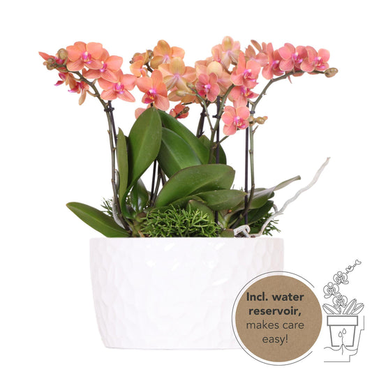 Orangenes Orchideen-Pflanzenset mit Wasserreservoir | Pflanzfix24.de - Pflanzfix24.de