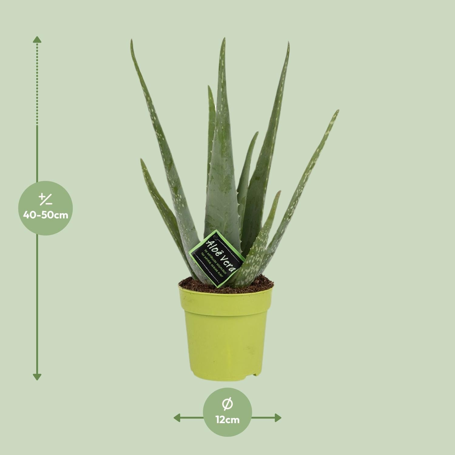 Aloe Vera - Ø12cm - ↕45cm - Pflanzfix24.de - Pflanzfix24.de