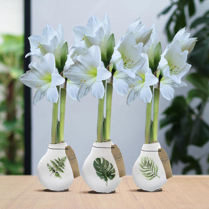 No Water Flowers® (wax amaryllis) - Pflanzfix24
