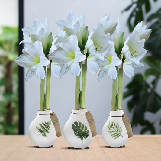 No Water Flowers® (wax amaryllis) - Pflanzfix24