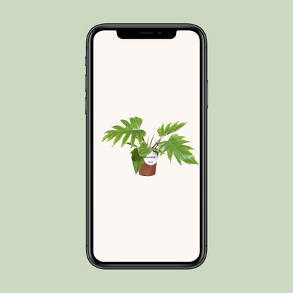 Philodendron Mayoi 15cm – tropische Zimmerpflanze | Pflanzfix24