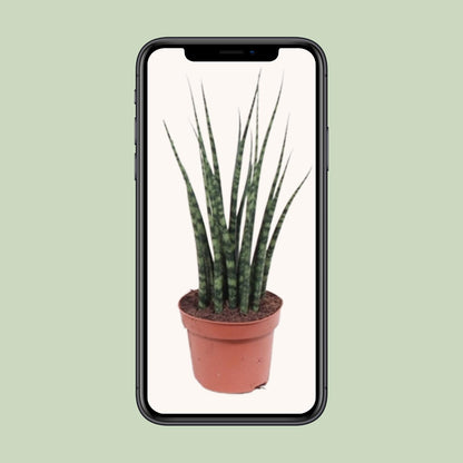 Sansevieria Fernwood Mikado Ø12cm – 40cm hoch | Pflanzfix24.de - Pflanzfix24.de