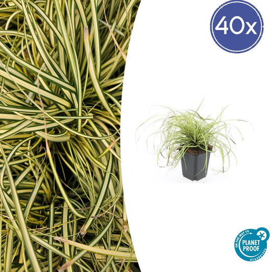 40x Carex oshim. 'Evergold' - Pflanzfix24.de - Pflanzfix24.de