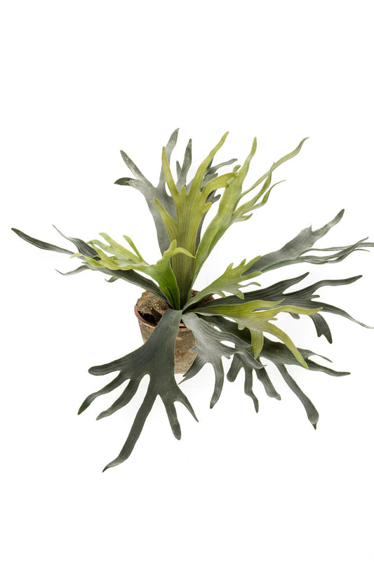 Kunst-Staghorn Farn 50 cm – Geweihfarn | Pflanzfix24.de - Pflanzfix24.de