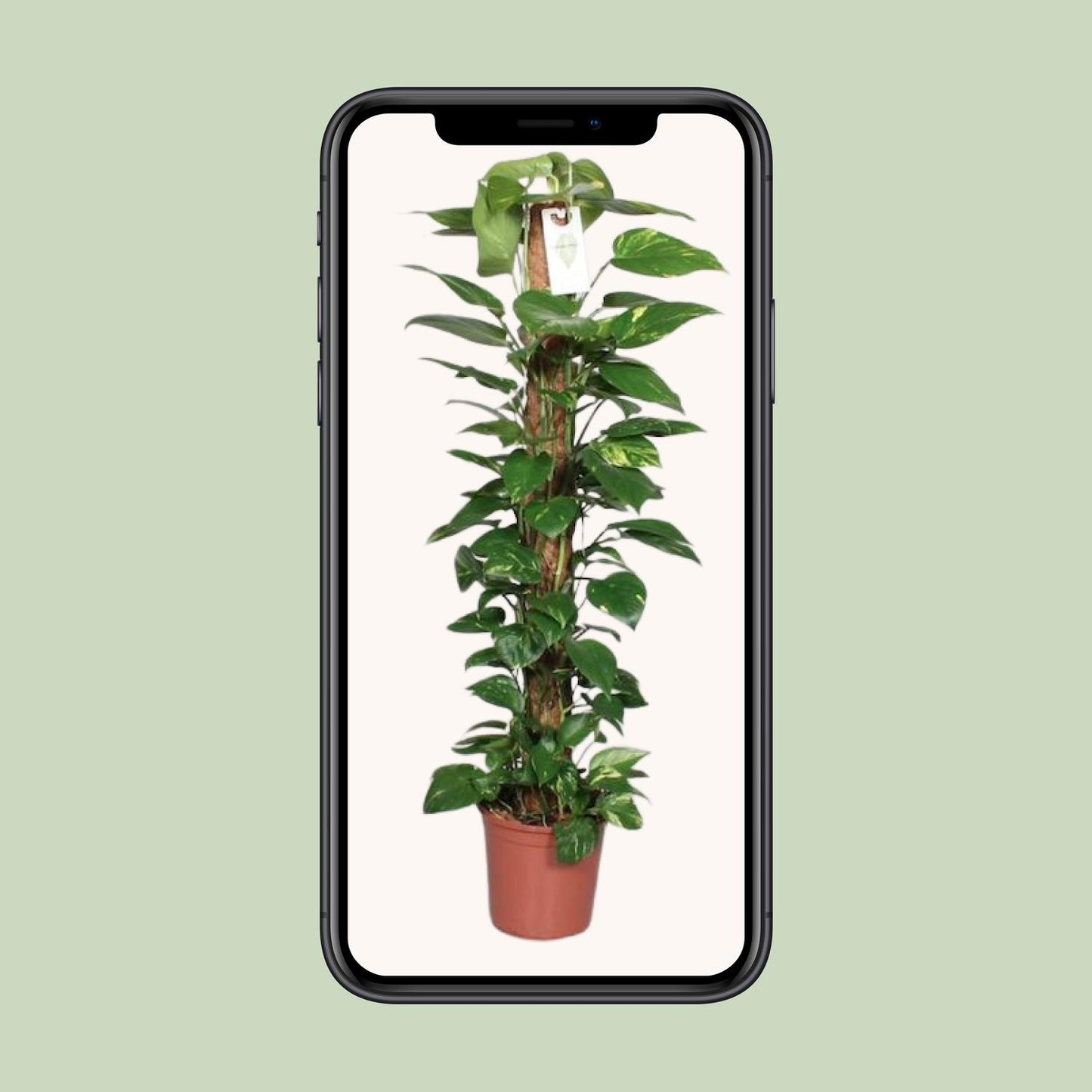 Epipremnum Pinnatum Mosstok 120cm Scindapsus - Ø24cm - ↕120cm - Pflanzfix24