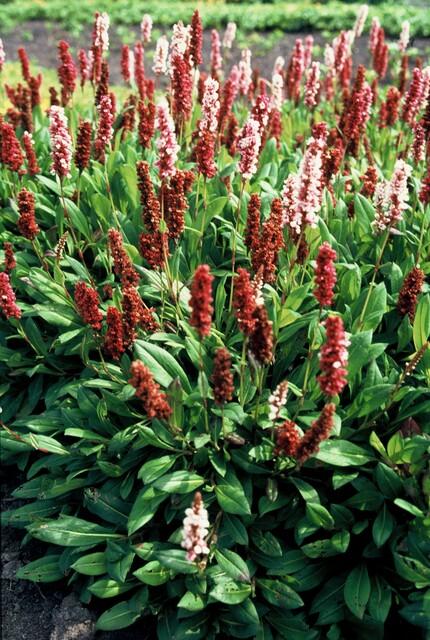 20x Persicaria aff. 'Darjeeling Red' - ↕10-25cm - Ø9cm - Pflanzfix24.de - Pflanzfix24.de