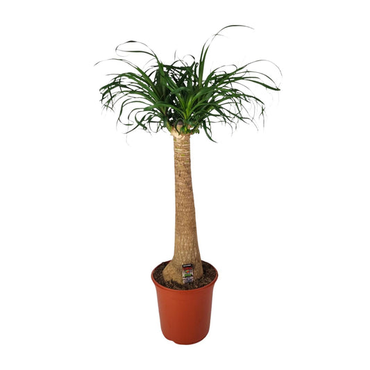 Beaucarnea Nolina - Ø24cm - ↕95cm - Pflanzfix24