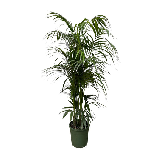 Kentia-Palme 220cm Ø38 – große Zimmerpflanze | Pflanzfix24.de - Pflanzfix24.de