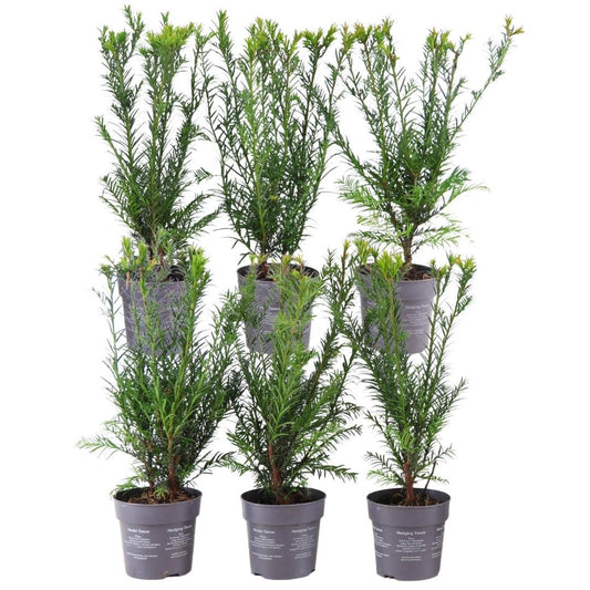 Pflanzfix24 - Eibenhecke - 6er-Pack winterharter Heckenpflanzen