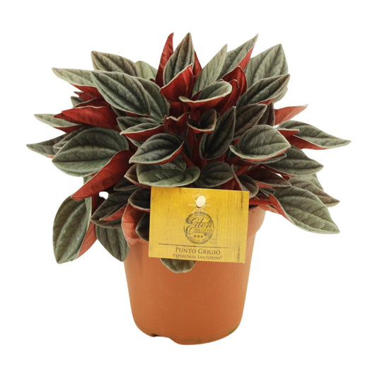 Peperomia Santorini - Ø12cm - ↕20cm by Pflanzfix24