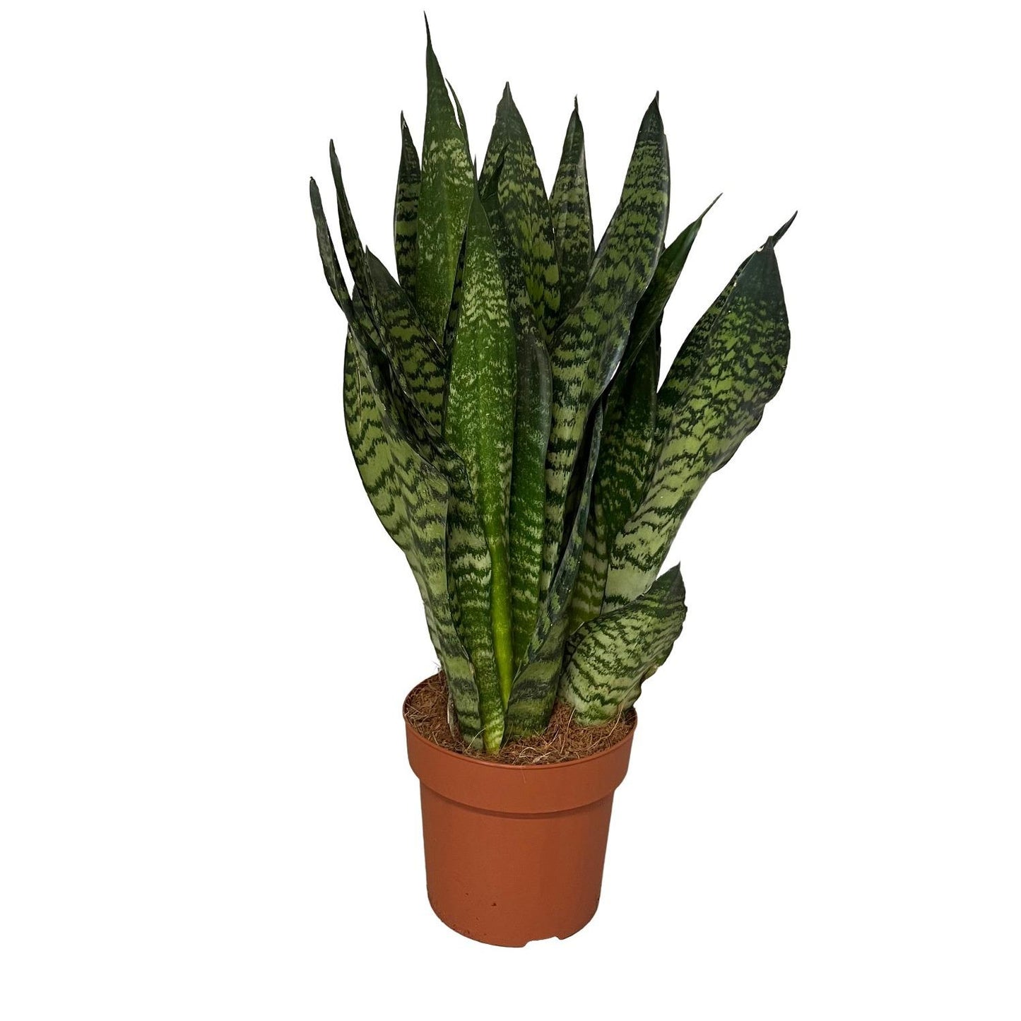 Sansevieria Zeylanica 3PP - Ø17cm - ↕55cm - Pflanzfix24