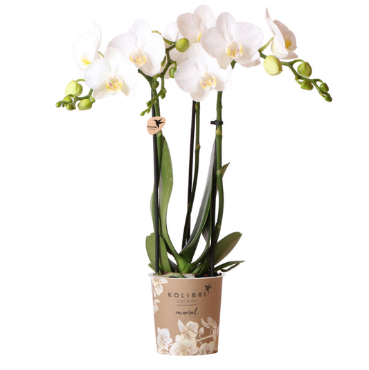 Kolibri Orchideen | Phalaenopsis Amabilis „Spider“ Weiß Ø9cm – Blühende Zimmerpflanze | Pflanzfix24.de - Pflanzfix24.de